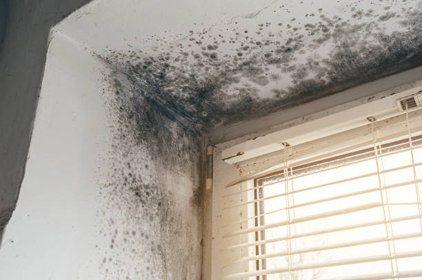 Affordable Mold Removal solutions in Chaptico, MD